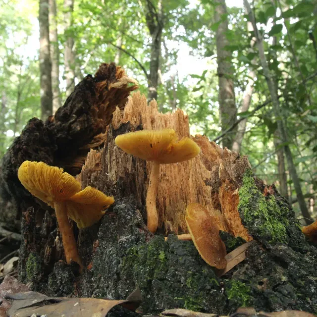 thumbnail for publication: Wind and Trees: Lessons Learned from Hurricanes